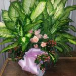 Dieffenbachia 