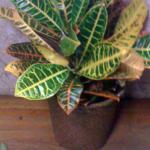 Croton 