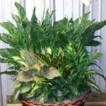 Dish garden (This is in a laundry basket sized basket) $120.00