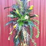 $175 yellow callas 